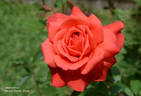 Bienvenu rose photo