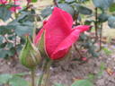 Ricordo di Geo Chavez rose photo