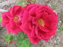 Ricordo di Geo Chavez rose photo