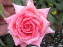 Sleeping Beauty rose photo