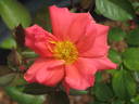 Butterfly Magic rose photo