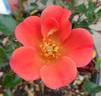 Incendio ™ rose photo