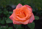 Ambassador rose photo