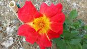 Fiamma rose photo
