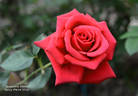 Jacqueline Powers rose photo