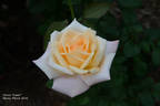 Ivory Tower rose photo