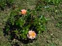 Be a Gentleman rose photo