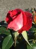 Smokin' Hot rose photo