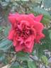 Don Marshall rose photo
