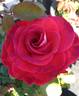 Smokin' Hot rose photo