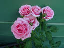 Carol Amling rose photo