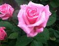 Aunt Honey rose photo