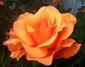Louise Hay rose photo