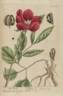 <i>P. mascula</i> peony photo
