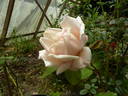 Madame de Tartas rose photo