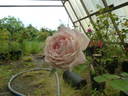 Madame de Tartas rose photo