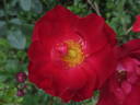 Survivor rose photo