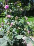 Hommage à Soupert et Notting rose photo