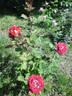 Guy Darmet rose photo