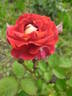 Guy Darmet rose photo