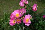 Dawn Pink peony photo