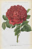 Madame Adèlaïde Côte rose photo