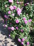 Hommage à Soupert et Notting rose photo