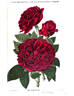 Joseph Métral rose photo