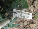 Variegata di Roma rose photo
