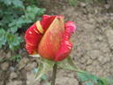 Variegata di Roma rose photo