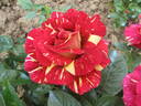 Variegata di Roma rose photo