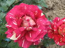 Variegata di Roma rose photo