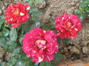 Variegata di Roma rose photo