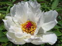 White Phoenix peony photo
