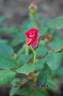 Lady Bren ™ rose photo