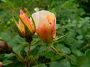 Borut's Power rose photo