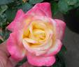 Weight Watcher Success ™ rose photo