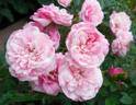 Chick-a-dee rose photo