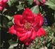 J.C. Hooper rose photo
