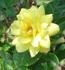 Pacific Serenade ™ rose photo
