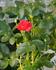 Schleswig 87 rose photo