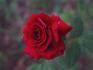The Alamo rose photo