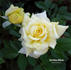 Carolina Moon rose photo