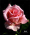 Natali ® rose photo