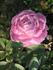 <i>Rosa indica multipetala</i> rose photo