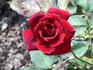 Sonrisa (hybrid tea, Swim rose photo