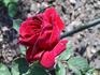 Sonrisa (hybrid tea, Swim rose photo