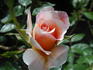 Apricot Moon rose photo