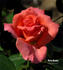 Pat's Choice rose photo