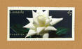 Canadian White Star ® rose photo